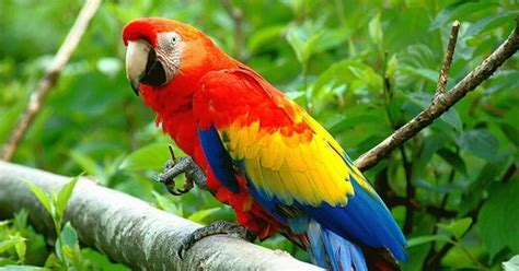 Jun 11, 2021 · the new kitchen trend on the rise: How Much Does a Parrot Cost? Updated Parrot Price in 2020 ...