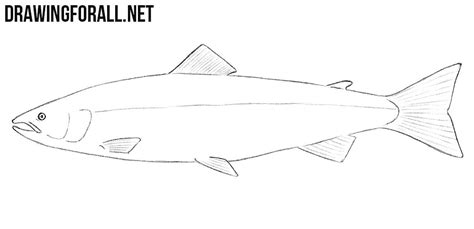 We did not find results for: How to Draw a Salmon | Drawingforall.net