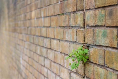 Green Plant Growing Through Brick Wall Stock Photo Image Of Life