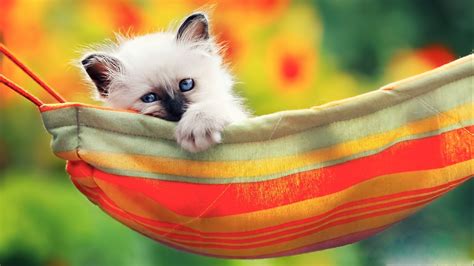 Cute Pics For Wallpapers Cute Kitten Pictures Wallpaper ·①