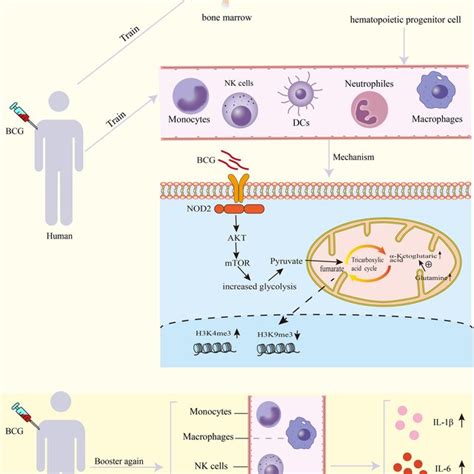 Bcg Induces Trained Immunity By Binding To Nod2 Receptors The Aktmtor
