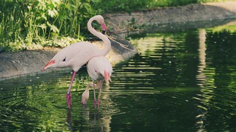 Flamingos Dancing Slow Motion Free Stock Footage Needvid Youtube