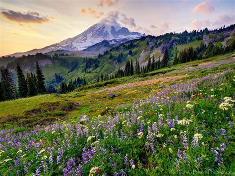 Alpine Meadows Mt Rainier Washington By Erwin Buske Landscape