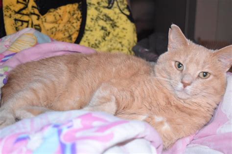 61317 Lost Orange Tabby Cat In Bloomington Il Lost And Found Pets