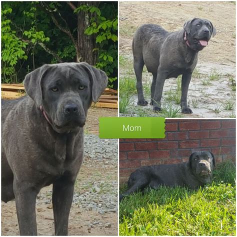 Pure breed cane corso puppies 2 males 4 females (country raised in home (october 6) are almost ready for there new homes just before christmas. Cane Corso Puppies For Sale | Springfield, KY #306605