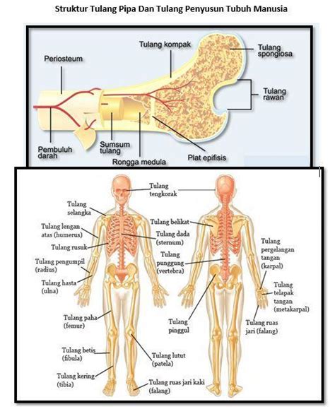 Struktur Tulang Manusia Dan Fungsinya - Berbagi Struktur