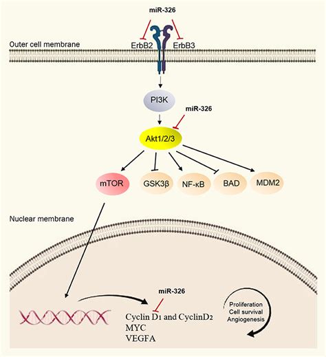 frontiers microrna 326 functions as a tumor suppressor in breast cancer by targeting erbb pi3k