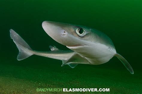 Spiny Dogfish Pictures