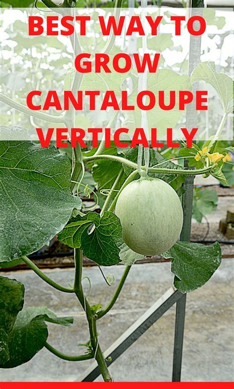 Grow Cantaloupes Vertically Efficient And Secret Method Growing