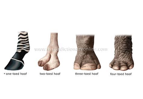 ANIMAL KINGDOM :: UNGULATE MAMMALS :: EXAMPLES OF HOOVES image - Visual