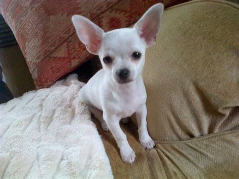 White Chihuahua With Brown Spots Gedo