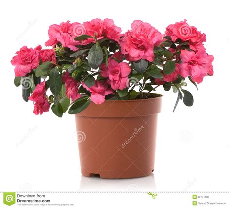 Browse 82,567 flower pot stock photos and images available or search for flower pot isolated or watering can to find more great stock photos and pictures. Azalea Flower Pot Flowers Royalty Free Stock Photography ...