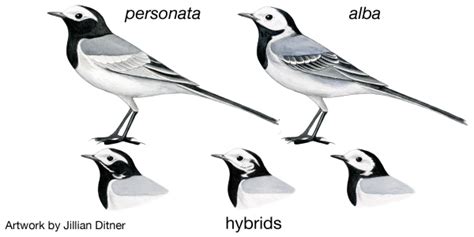 Genomics Of Wagtail Hybridization The Taylor Lab University Of