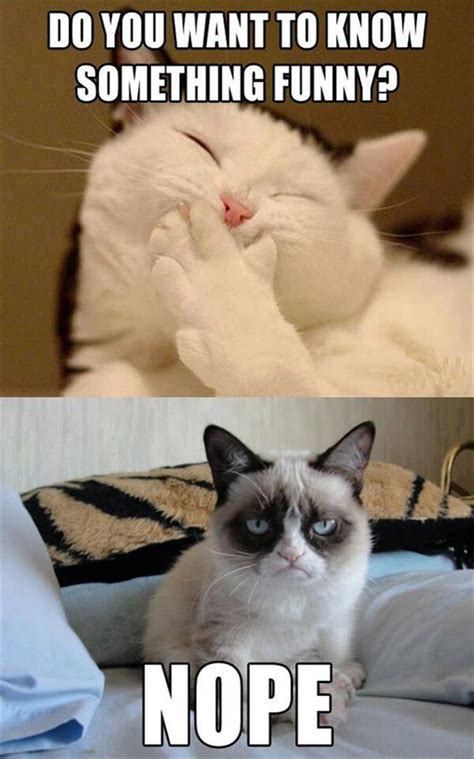 Best Of Grumpy Cat Gallery Ebaums World