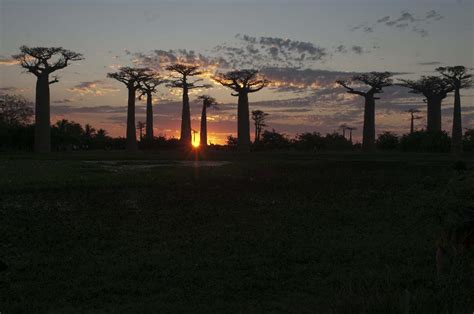 Baobab trees - unique scenery in Madagascar - China.org.cn