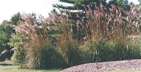 It Can Grow 10ft Tall In Zone 5 Miscanthus Sinensis Giganticus