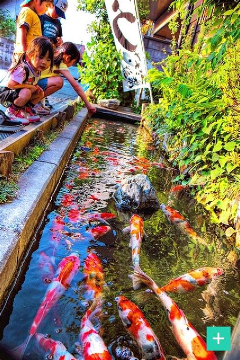 So how do you put goldfish in a koi pond? DoBundle: Koi Fish | Koi, Koi fish, Koi pond