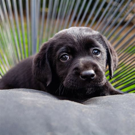 Sowohl männer als auch frauen in dänemark stimmten stark für einen natürlichen riechenden liebhaber im bett. Wechselnde Fellfarbe: Dieser Hund ist eine Sensation ...
