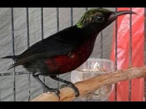 Burung kenari merupakan burung yang sangat unik dan merupakan burung yang paling banyak peminatnya , pecinta burung kadang masih bingung untuk mengetahui perbedaan burung kenari jantan dan betina. Wajib Tahu !!! Inilah Ciri Ciri Burung Kolibri Ninja Jantan - YouTube
