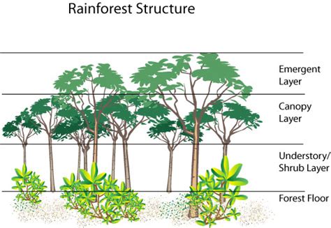 Undergrowth, intermediate trees and shrubs, canopy. Rainforest layers, the rainforest layers | tedlillyfanclub