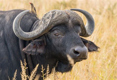 African Buffalo The Animal Facts Appearance Habitat Diet Behavior
