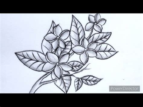 How To Draw A Jasmine Flower Jasmine Flower Drawing YouTube