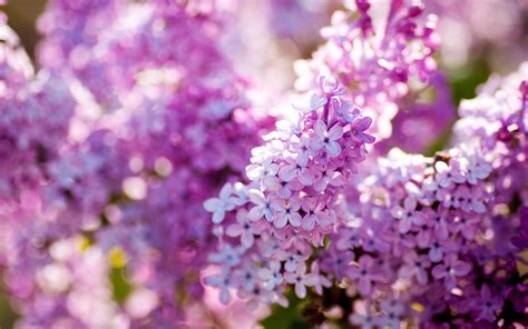 fonds d écran lilas floraison printanière fleurs close up 1920x1200 hd image