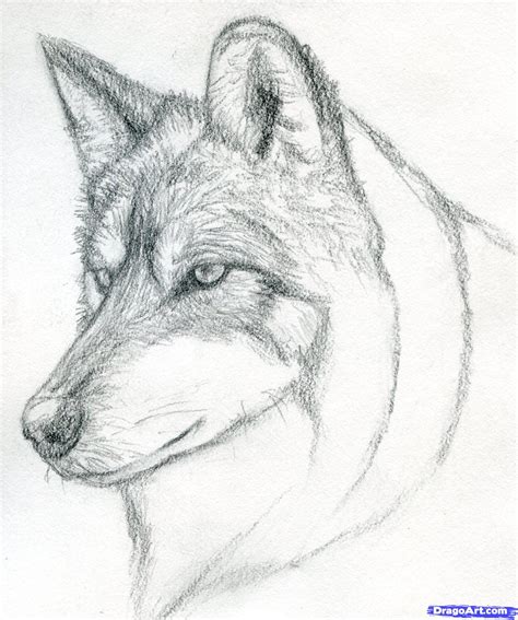 Wolf Sketch Easy At Explore Collection Of Wolf