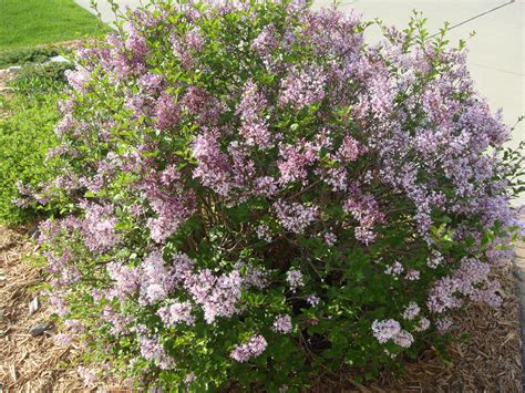 The miss kim lilac prefers full sun to thrive and requires little maintenance beyond regular watering and annual pruning. Miss Kim Lilac (Syringa patula) Fragrant icy blue/lavender ...