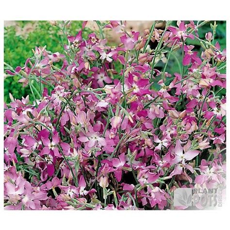 Night Scented Stock Seeds Flower Seeds Seeds Plants