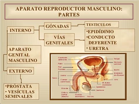 Anatoma Del Aparato Reproductor Femenino Y Masculino
