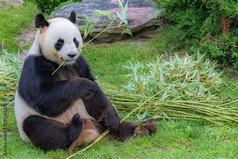 Giant Panda Bear Panda Eating Bamboo Sitting In The Grass Stock Photo