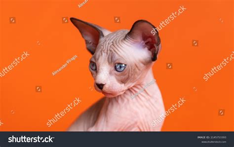 Closeup Portrait Sphynx Hairless Cat Seal Stock Photo 2145753393
