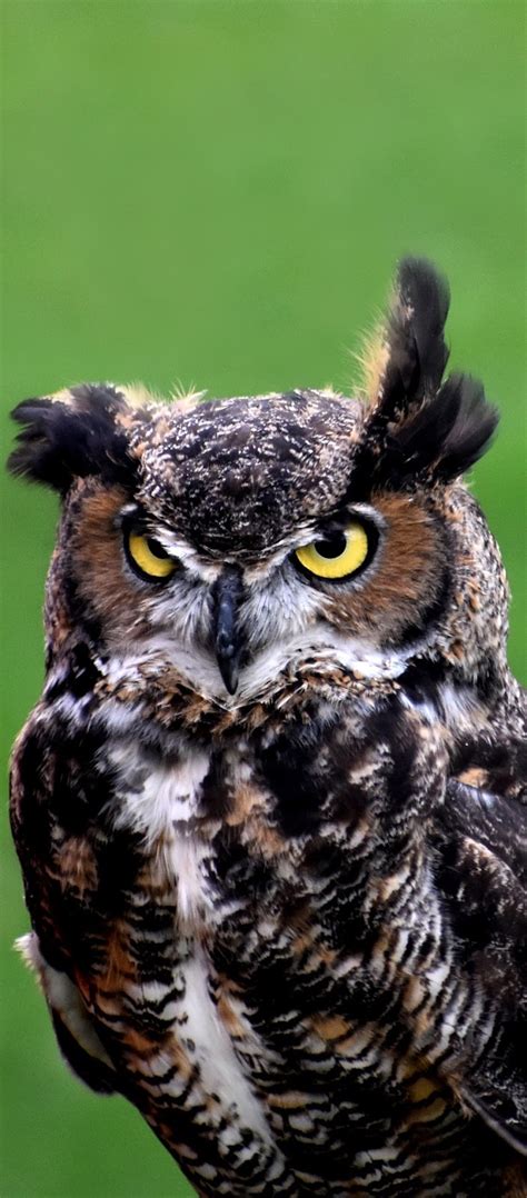An Owls Serious Look About Wild Animals