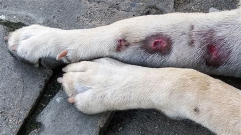 6 i like my dog's soft, white ….• fur…. What to Do If Your Dog Has a Hot Spot | Small Door Veterinary