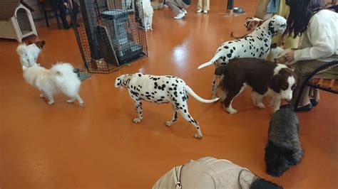 pet park/adventure - YouTube