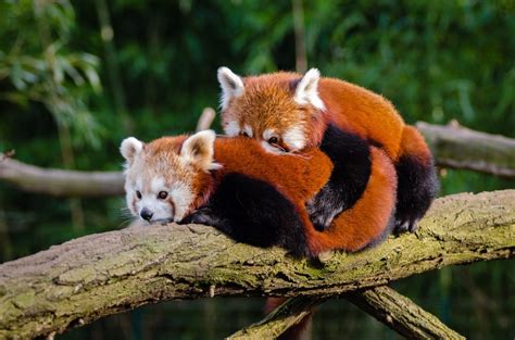 Why Are Red Pandas Endangered Animal Hype