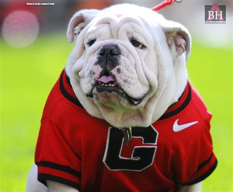 Georgia Bulldogs Wallpaper And Screensavers English Bulldog Pictures