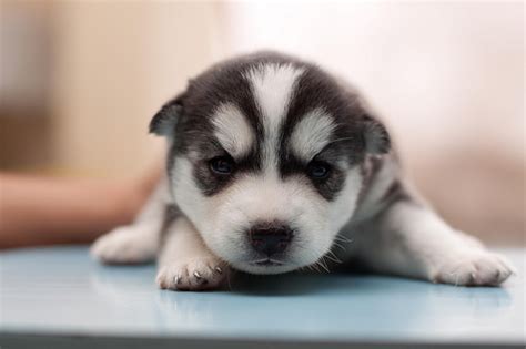 Child/baby with puppy husky sitting on the grass. siberian husky puppy breeders
