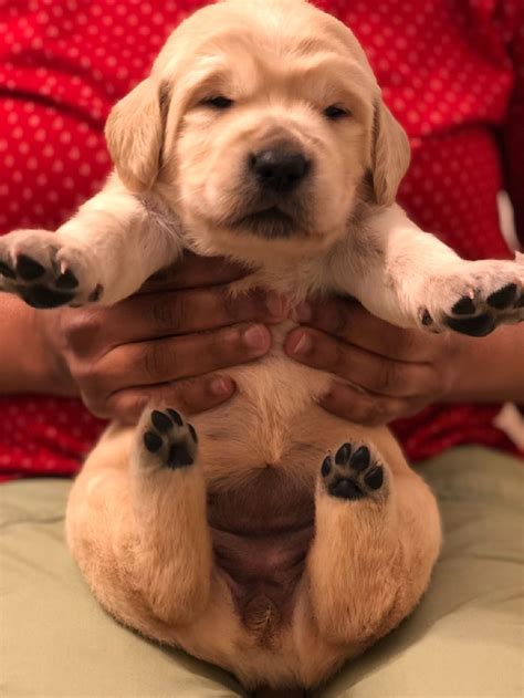 Charming acres pups 💞💝 and also our web siteat: GOLDEN RETRIEVER PUPPIES FOR SALE! - Claz.org