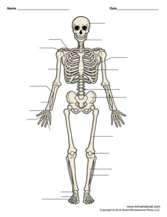 You can also put your logo at the top or bottom corner of the label. Printable Human Skeleton Diagram - Labeled, Unlabeled, and ...
