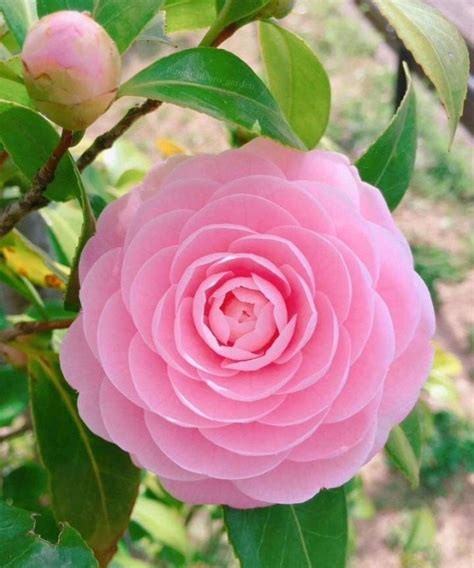 Great for all tropical flowering plants: Top 35 Whatsapp Dp Rose Flowers Rose Images For Whatsapp ...