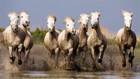 Seven Running Horse Wallpaper Free Download Lvandcola