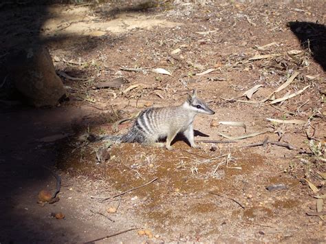 Gambar Alam Imut Margasatwa Kebun Binatang Bulu Kucing Kecil
