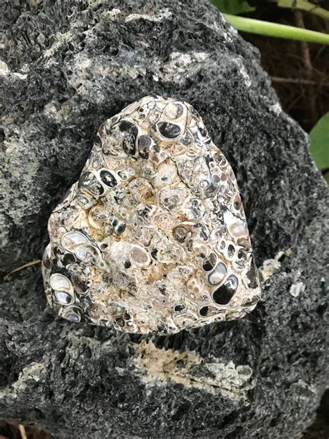 Turritella Agate Fossilized Palm Stone Polished 2108 Grams Wyoming
