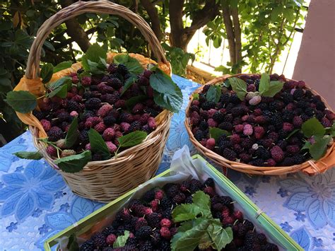 Sciroppo naturale ed efficace indicato per tosse secca e produttiva. Marmellata di gelsi neri | Delizie & Fantasie di Consy