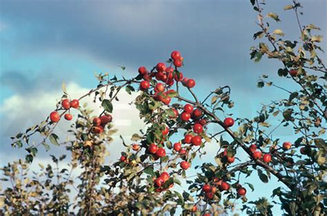 Frost./ by murtsss on indulgy.com. English Literature: Robert Frost - After Apple-Picking ...
