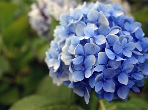 Maybe you would like to learn more about one of these? Blue Hydrangea #Flowers | Hoa