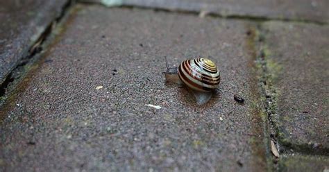 Snail Friends Album On Imgur