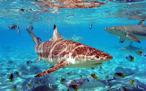 Check spelling or type a new query. Cool Shark Screen Wallpapers - Top Free Cool Shark Screen ...